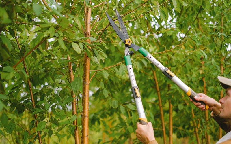 Tree trimming in Nauvoo, IL