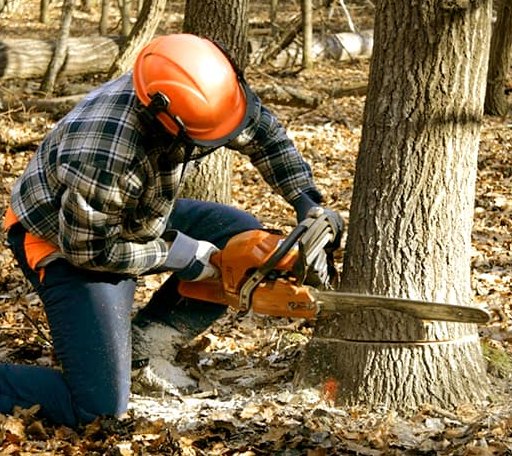 Tree Removal in Nauvoo, IL